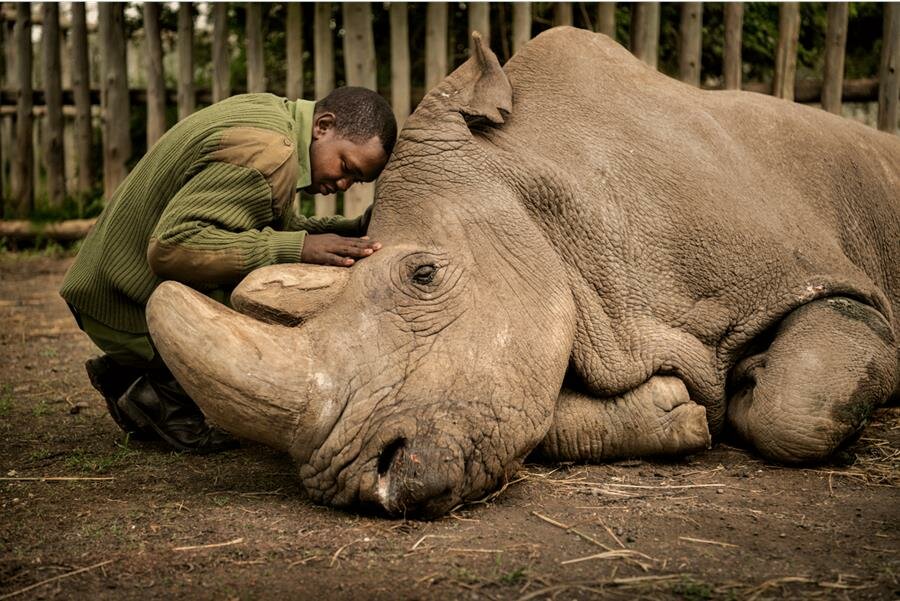 rhinocéros, homme