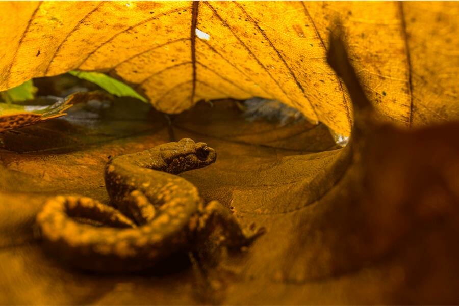 Big Picture Natural World Photography, lézard, feuilles