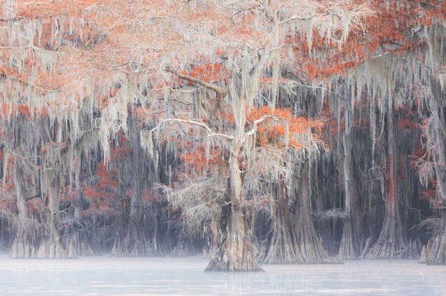 arbre, magnifique, Big Picture Natural World Photography