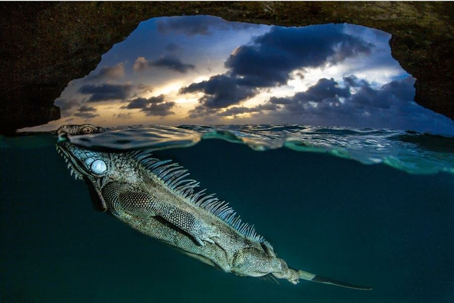 Big Picture Natural World Photography, iguane vert