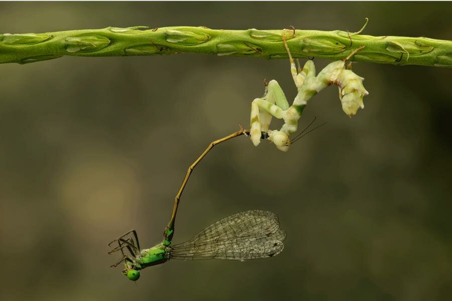 mante religieuse, libellule, Big Picture Natural World Photography