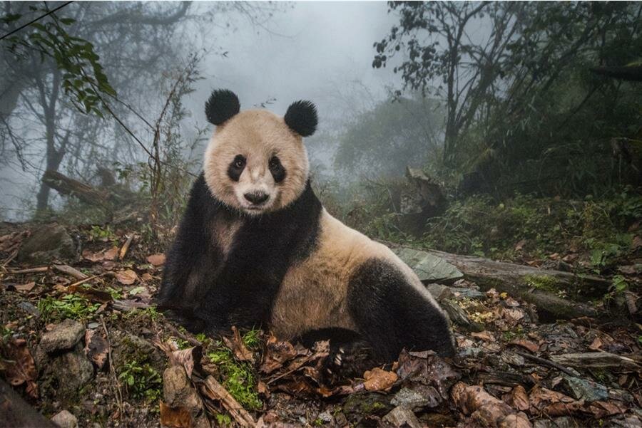 panda, brume