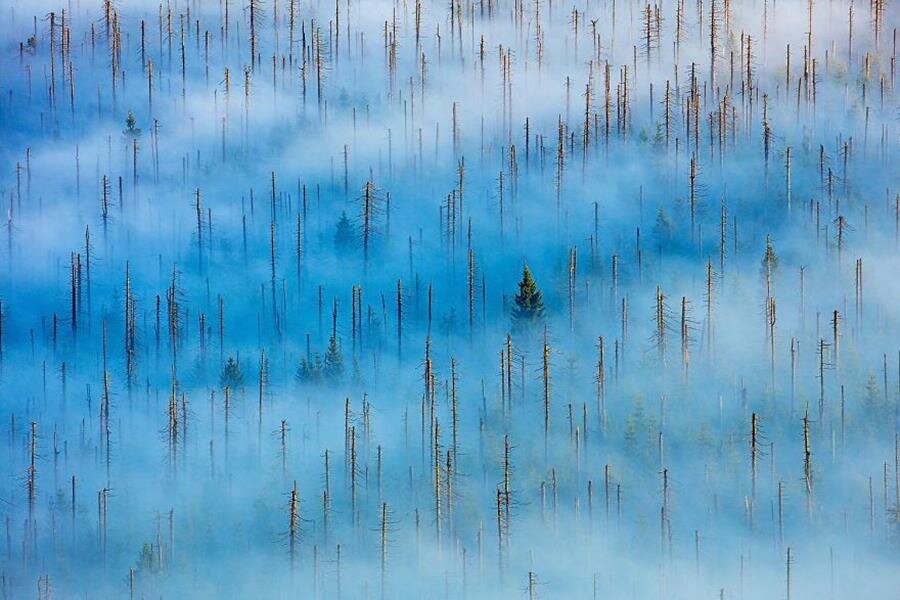 forÃªt, arbres