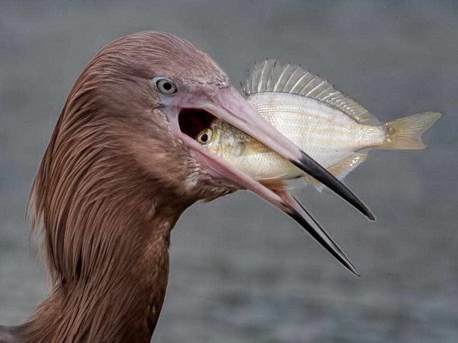 aigrette, poisson