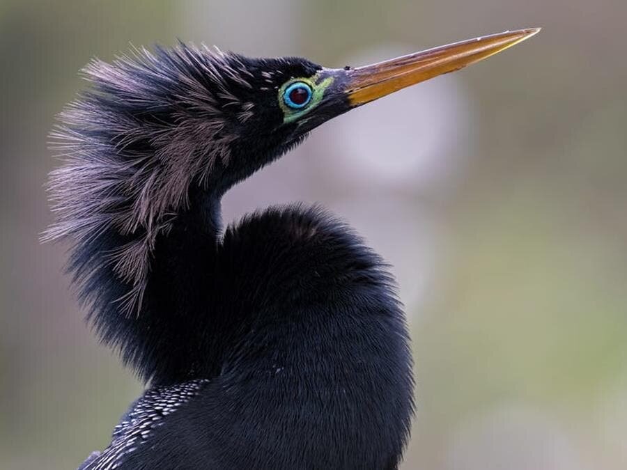 anhinga, oiseau