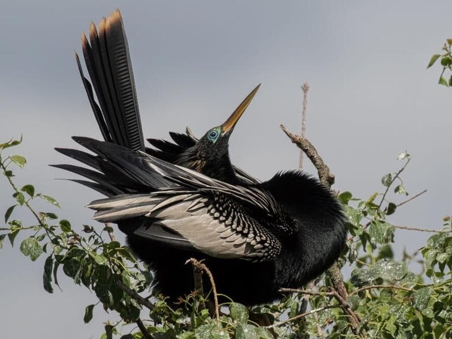 anhinga, oiseau