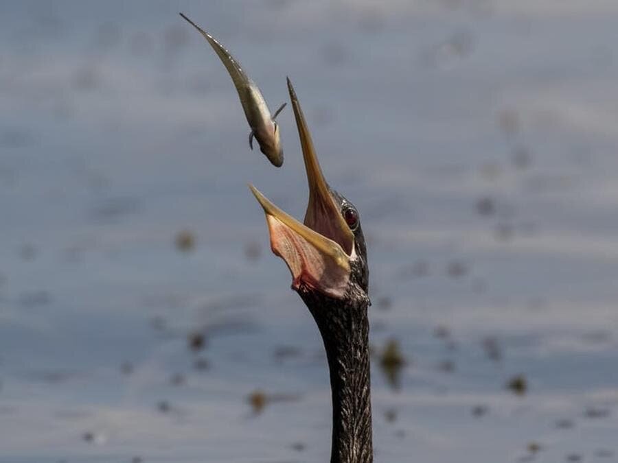 anhinga, oiseau