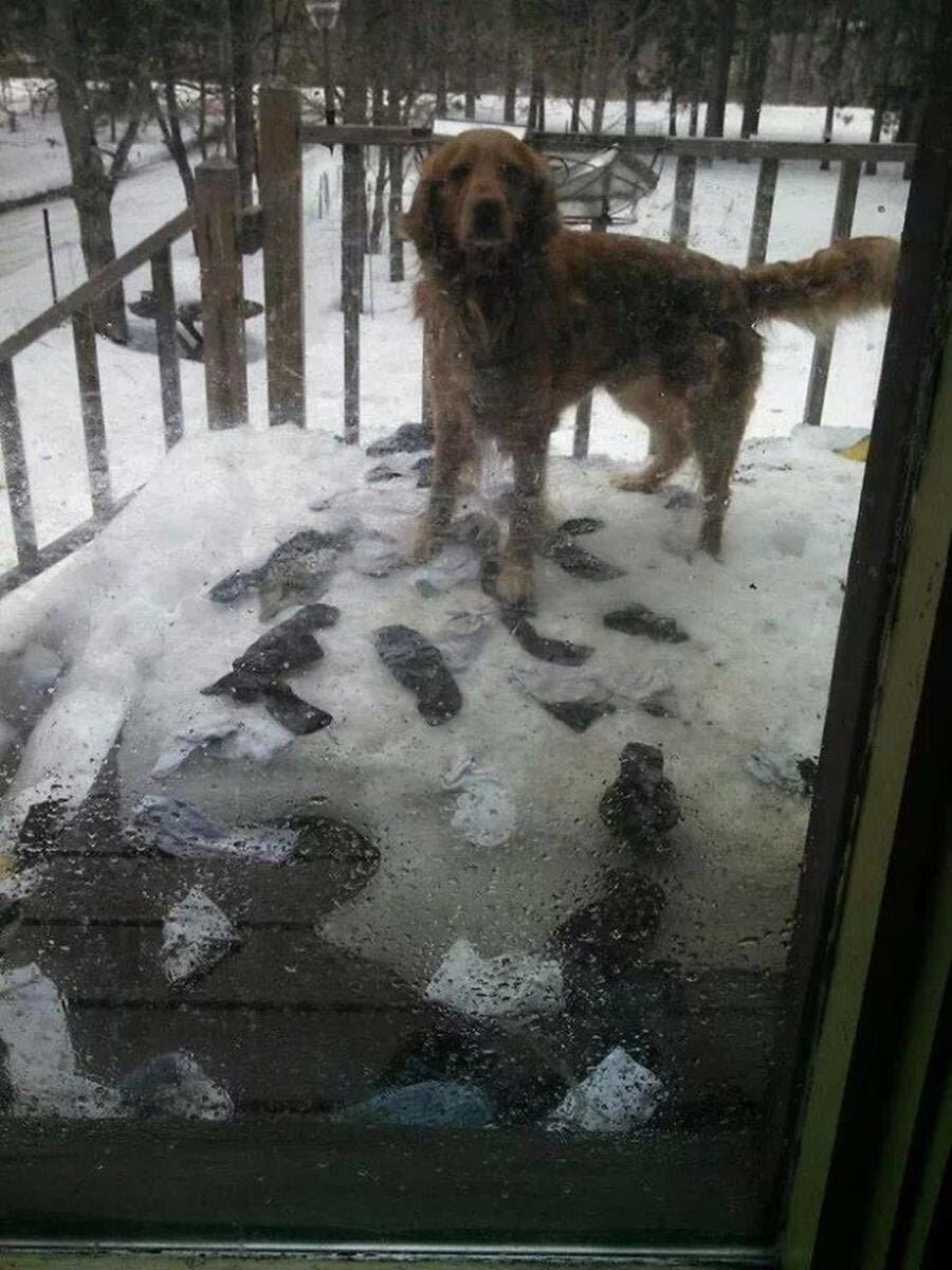 chien, chaussettes, neige