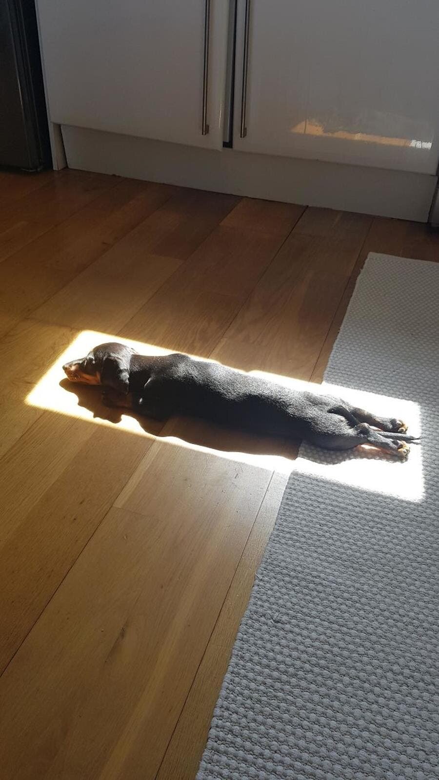 chien, sieste, soleil