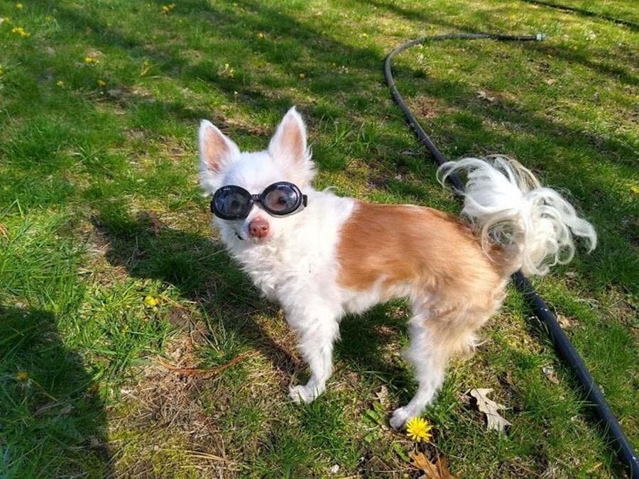 chihuahua, lunettes