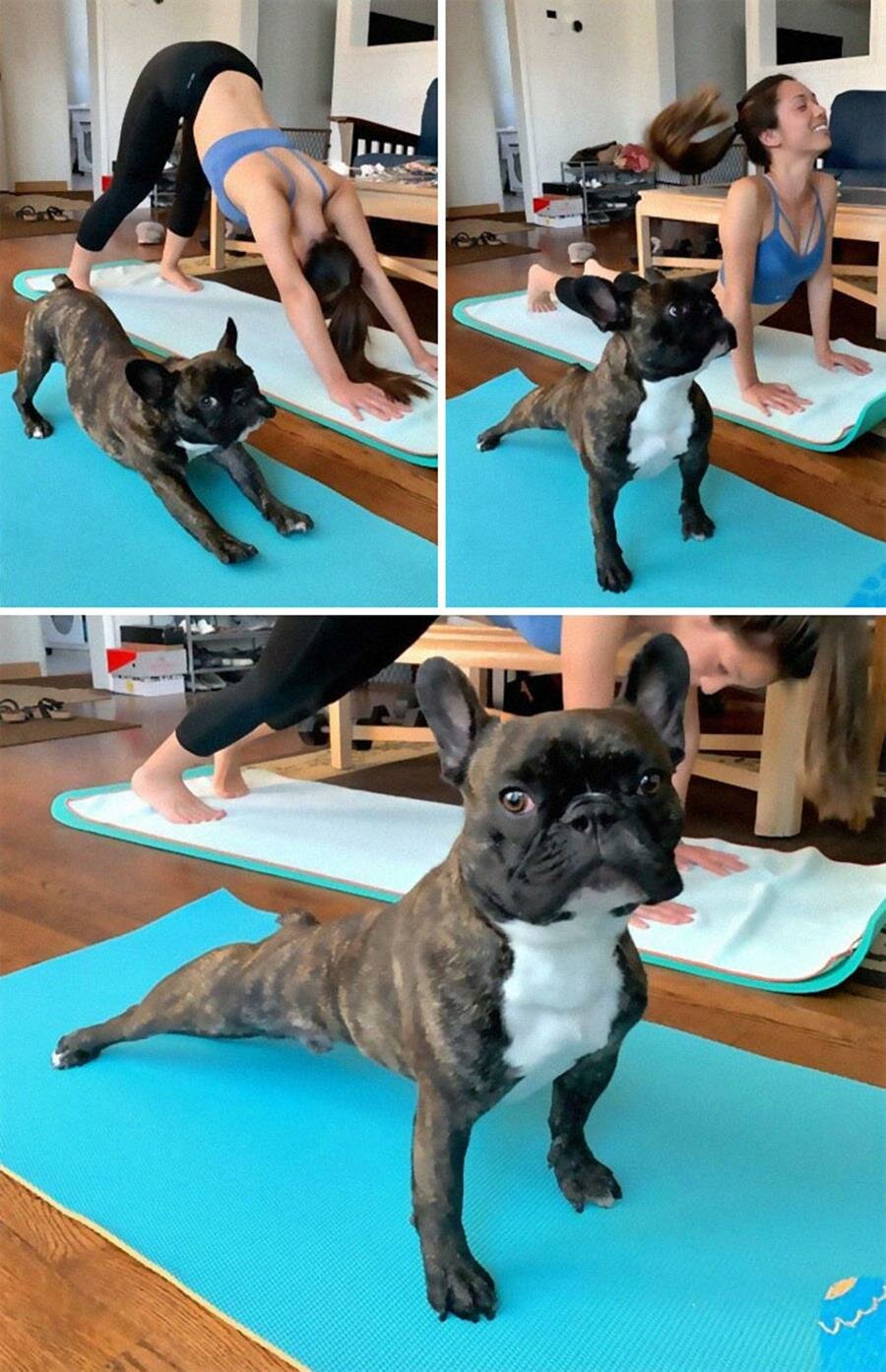 chien, yoga