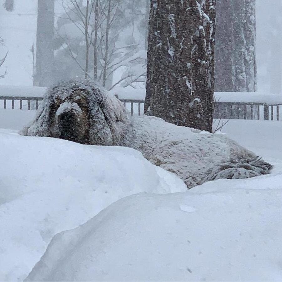 allongé, neige, mastiff tibétain