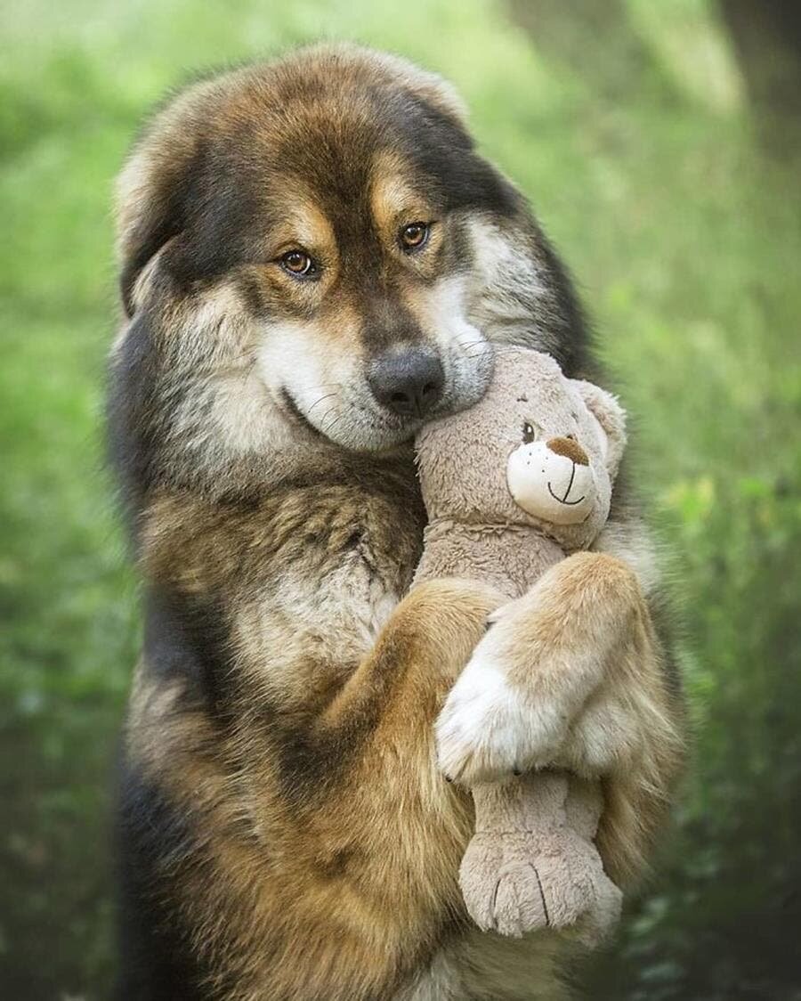 mastiff tibÃ©tain, ours en peluche