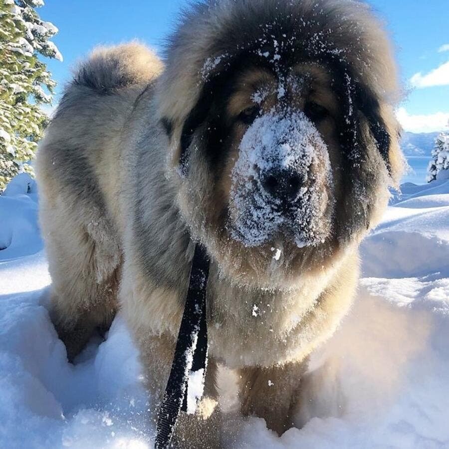 mastiff tibétain, balade, neige