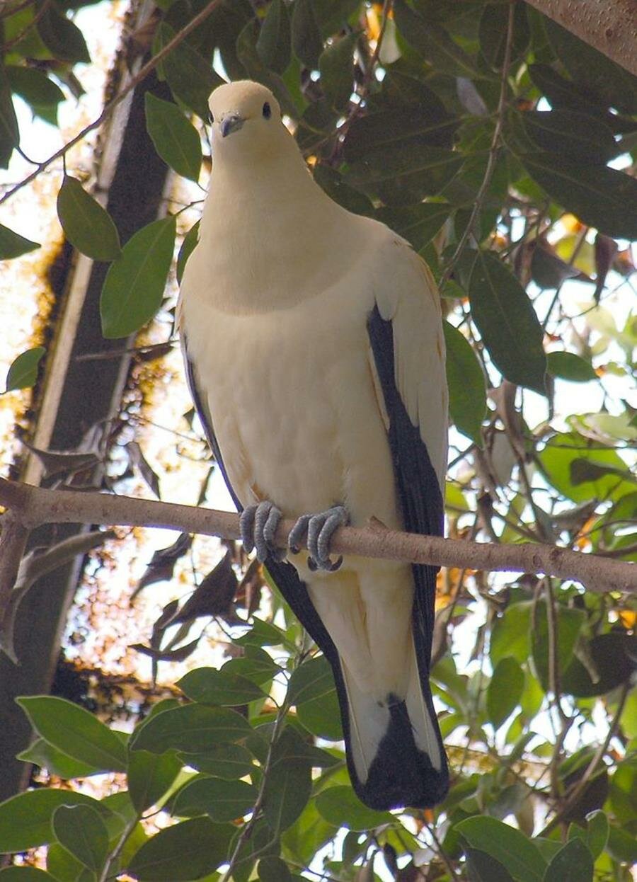 pigeon, magnfiique