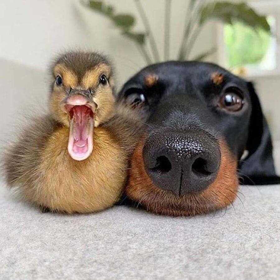 canard, chien