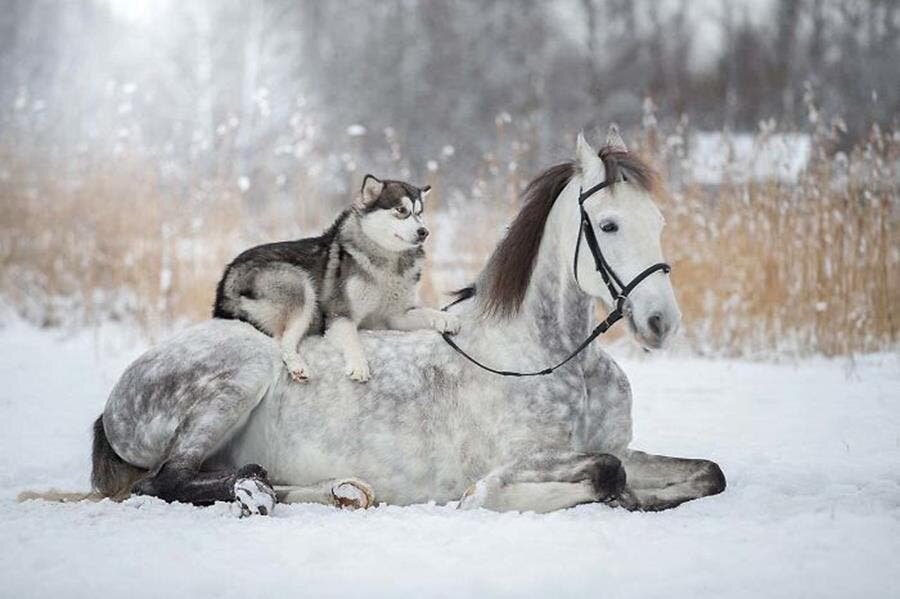 husky, cheval, neige