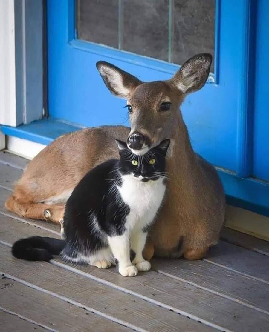 animaux, amis, chat, biche