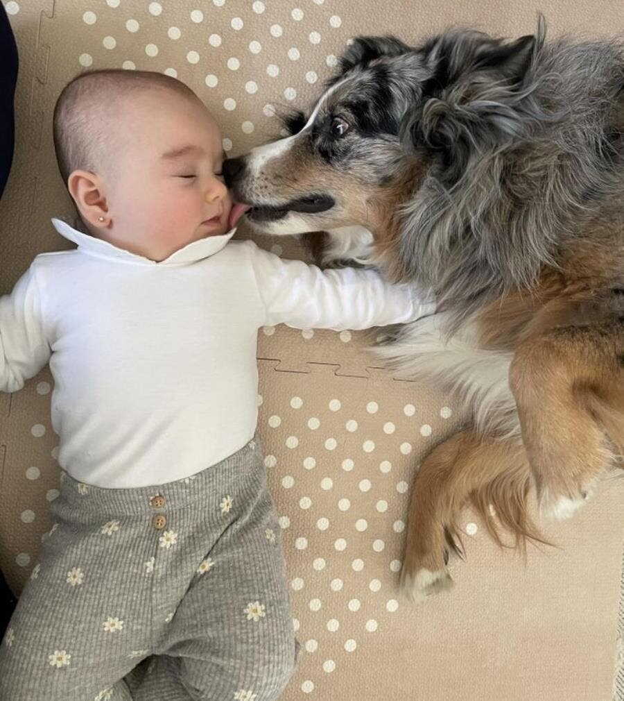 chien, amour, bébé, sieste, âme soeur