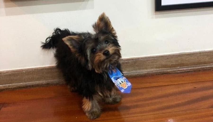 Yorkshire, terrier, race, mignon, chien