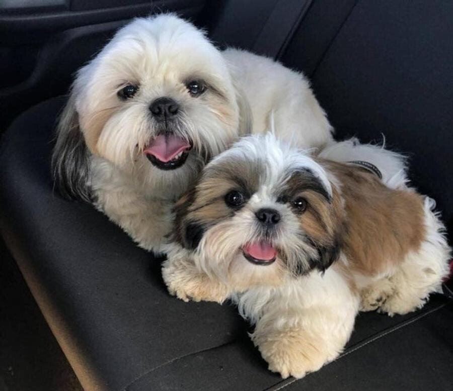 Shih, tzu, , race, mignon, chien