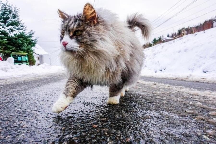 chat, neige, froid, beau, poilu