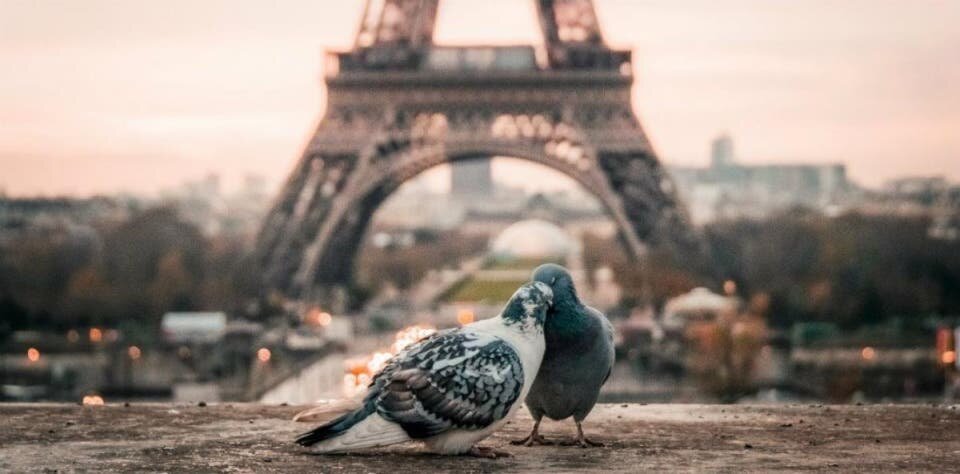 Tour Eiffel pigeons