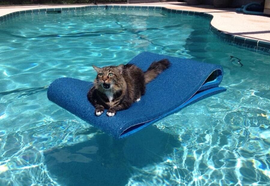 piscine chat coincÃ©