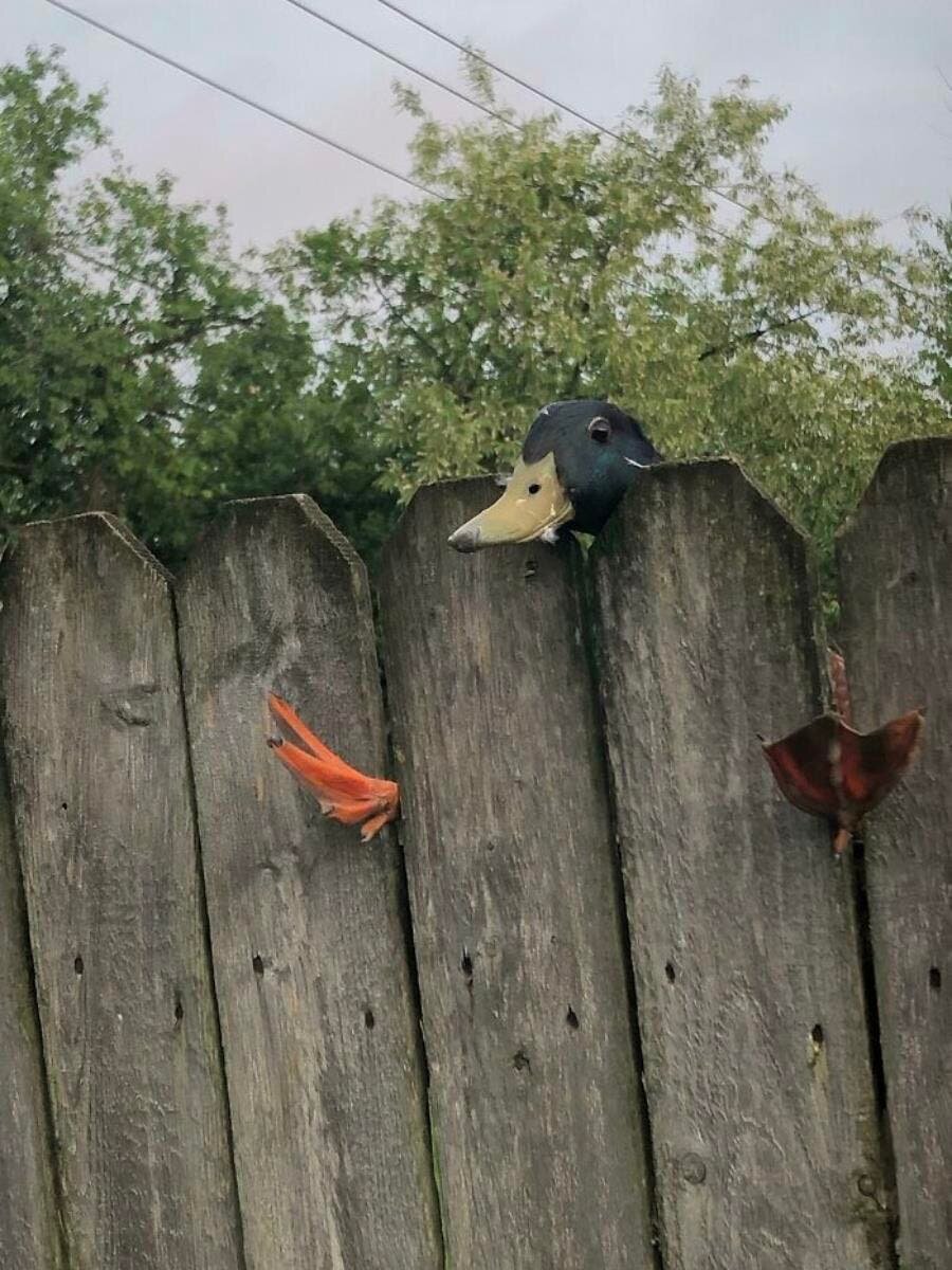 canard coincÃ© 