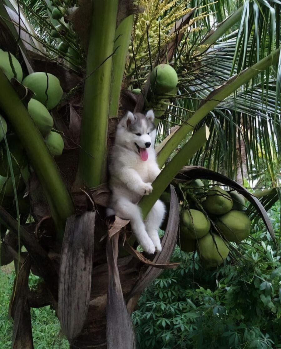 chien arbre