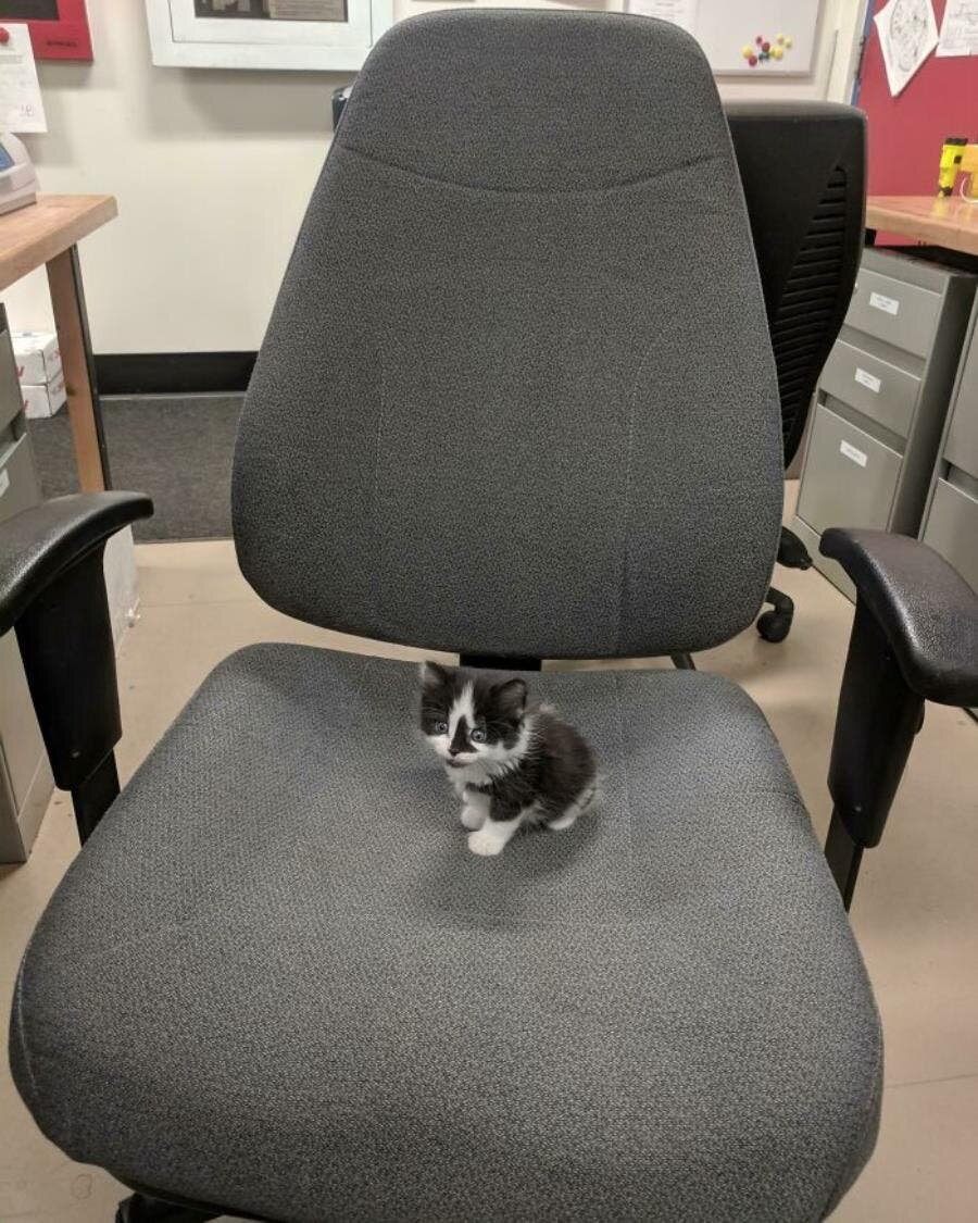 chaton chaise bureau