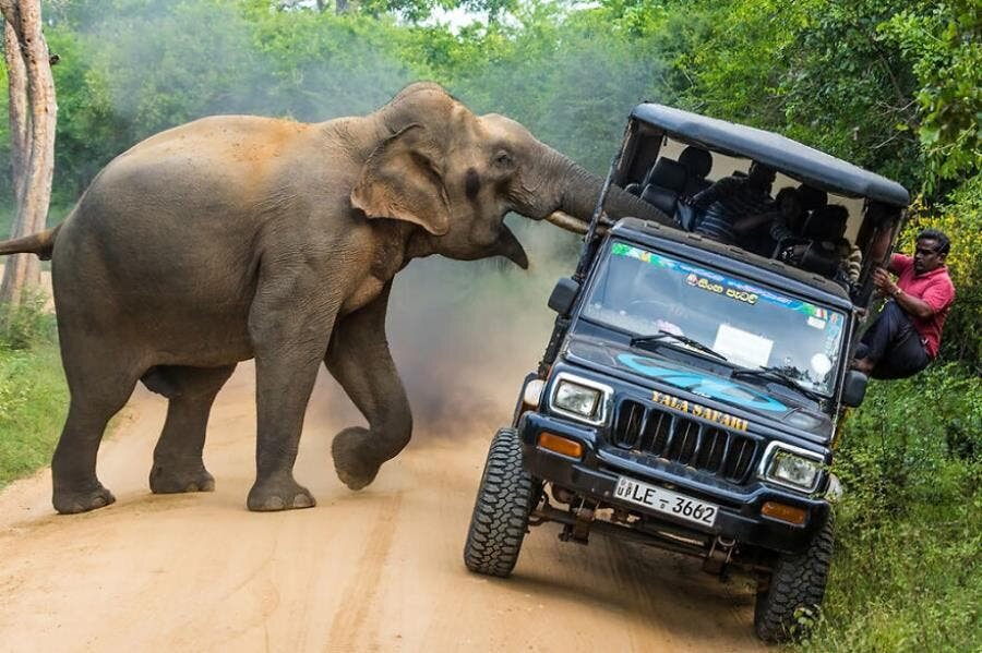 éléphant renverser voiture