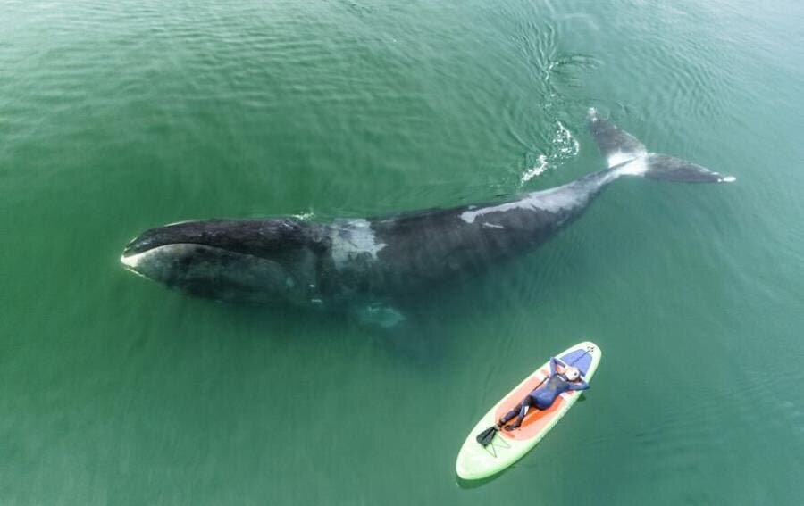 océan femme baleine