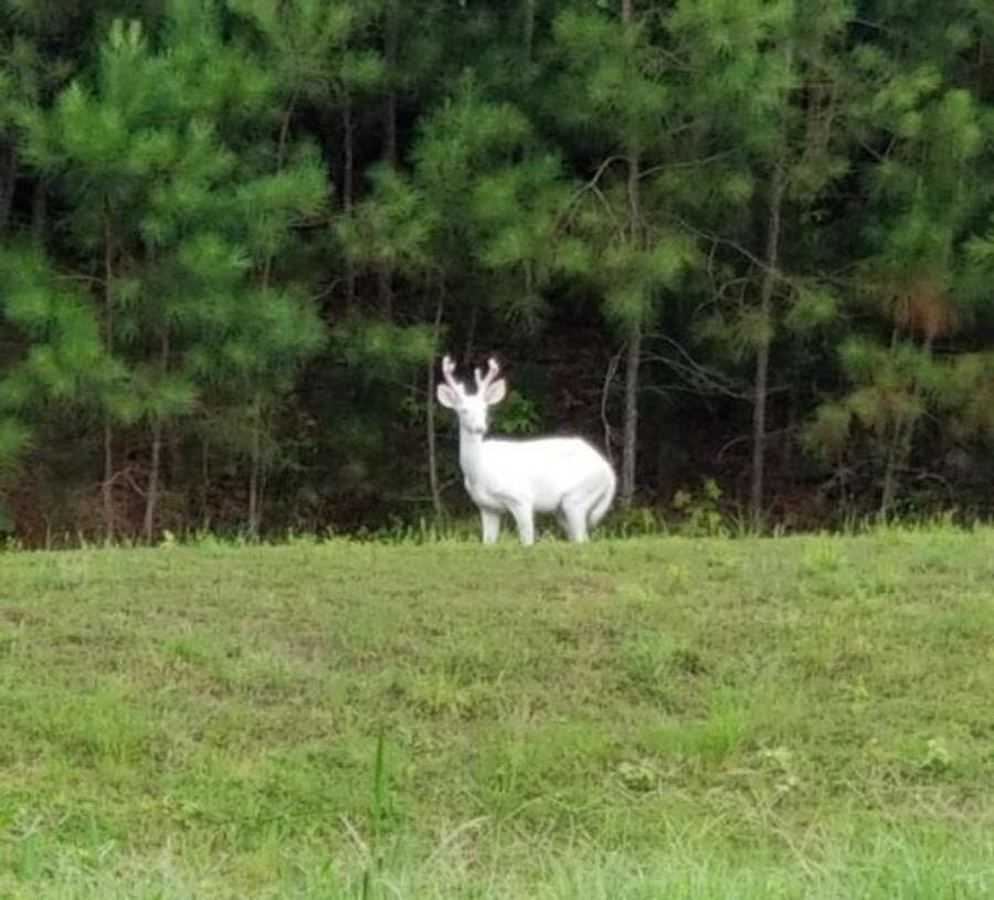 cerf albinos forêt