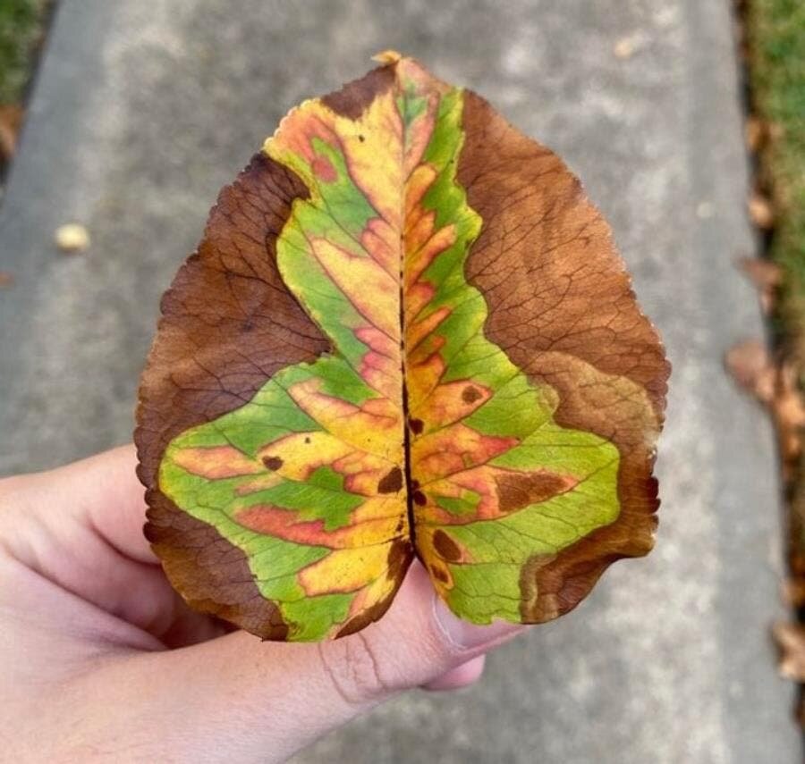 feuilles couleurs