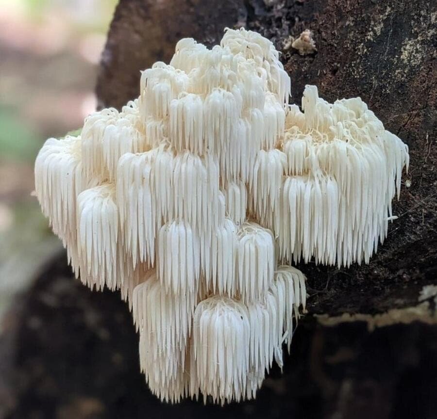 arbre champignons blancs