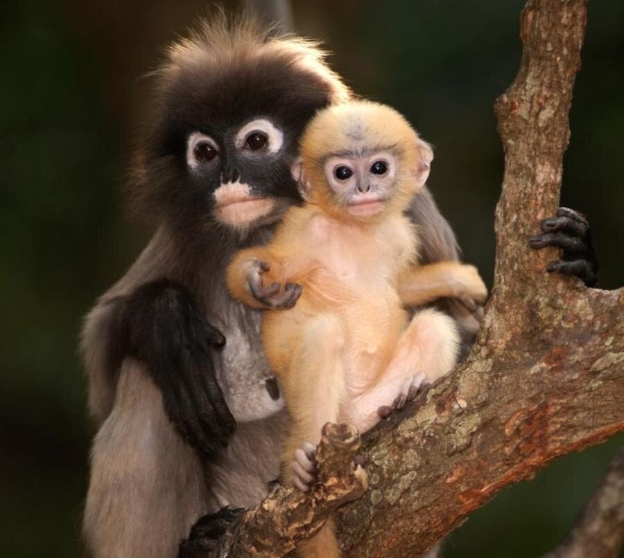 bébé maman singe