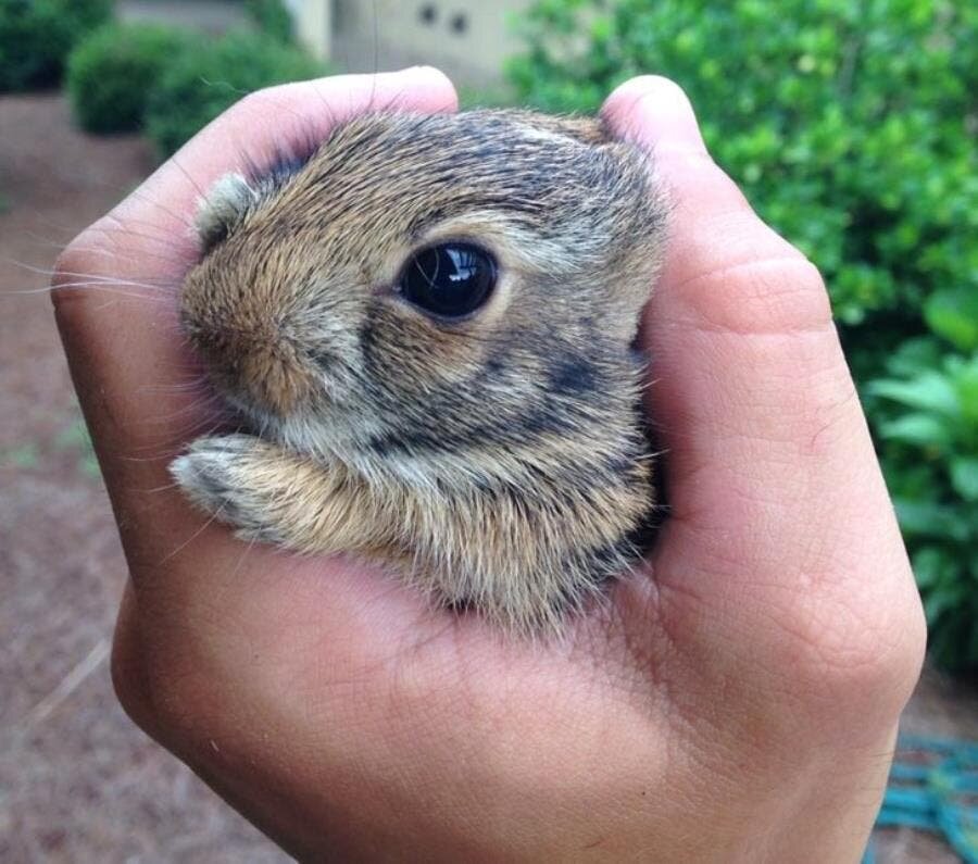 bébé lapin main