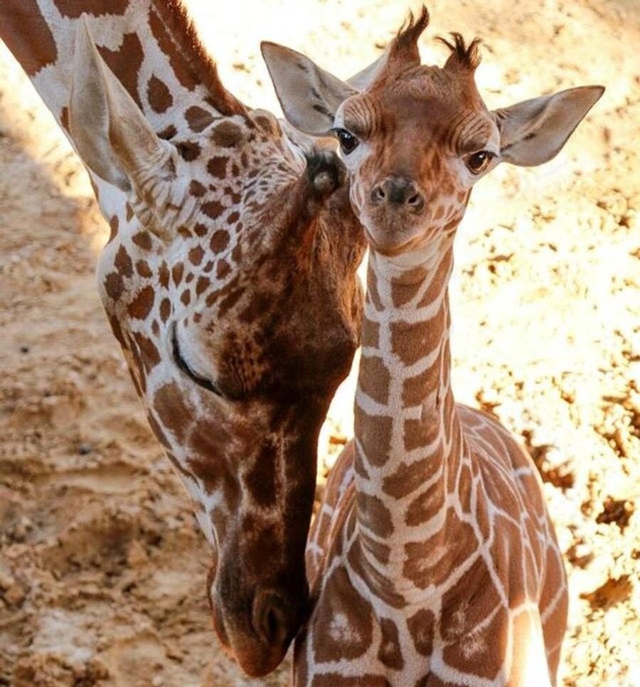 girafe bébé mère