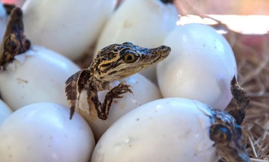 bébé reptile ?uf