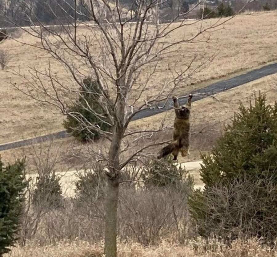 chat arbre forêt