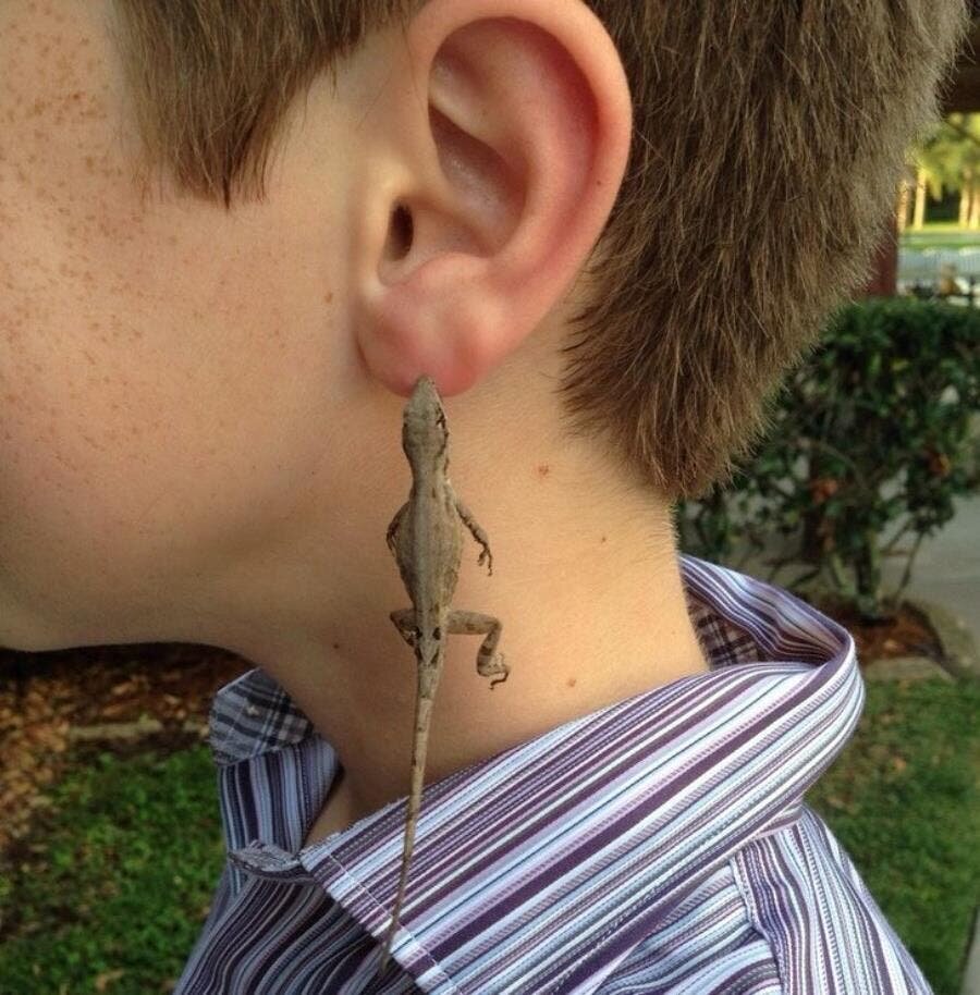 enfant lézard oreille