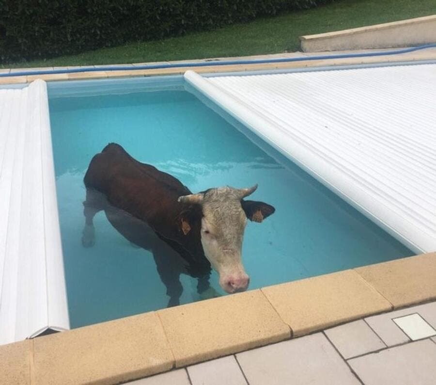 vache eau piscine