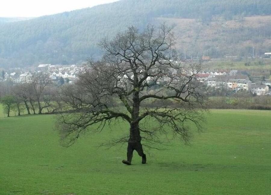 arbre marchant jardin paysage