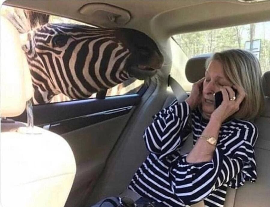 zèbre, femme, téléphone, voiture