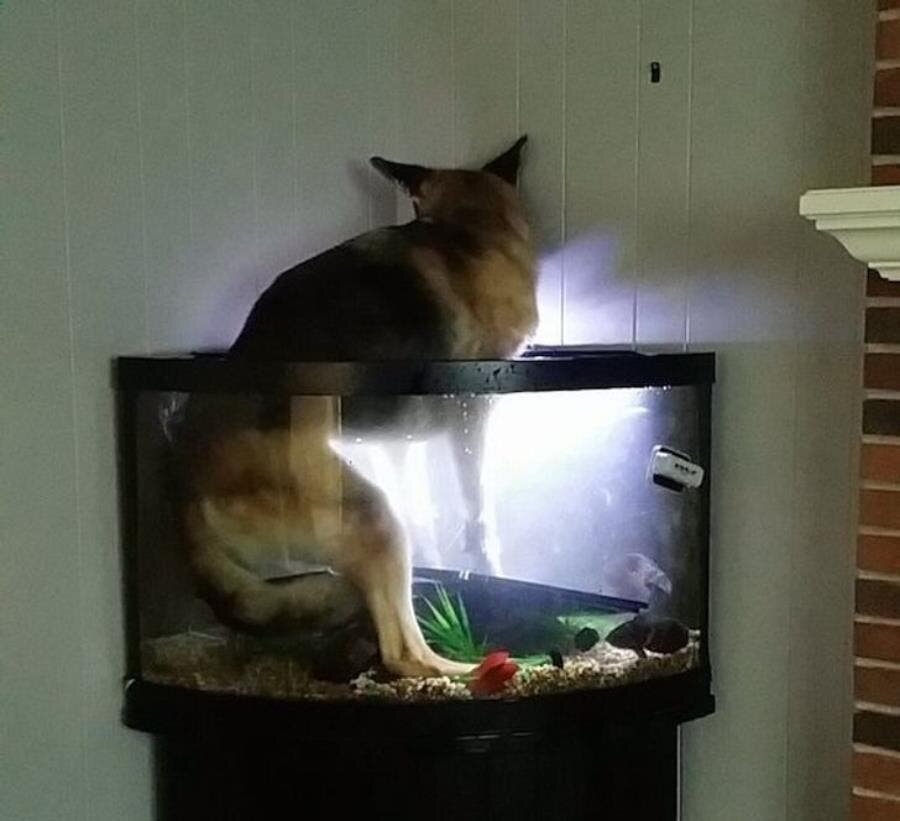 chien aquarium lumière