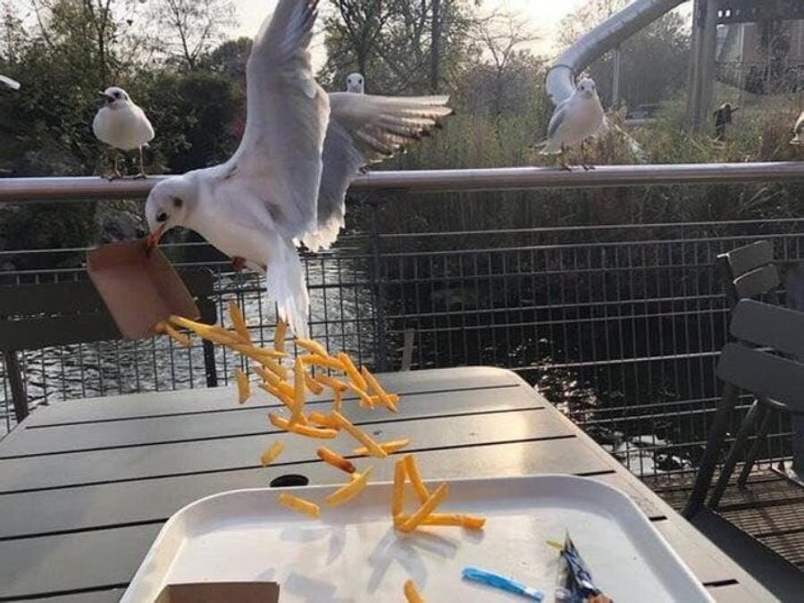 oiseaux vol frites 