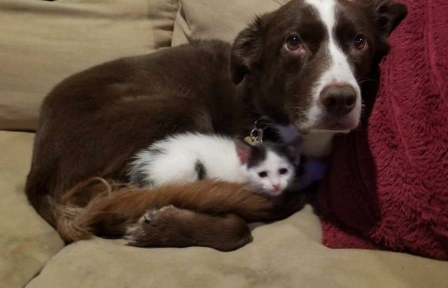 chien chat couché