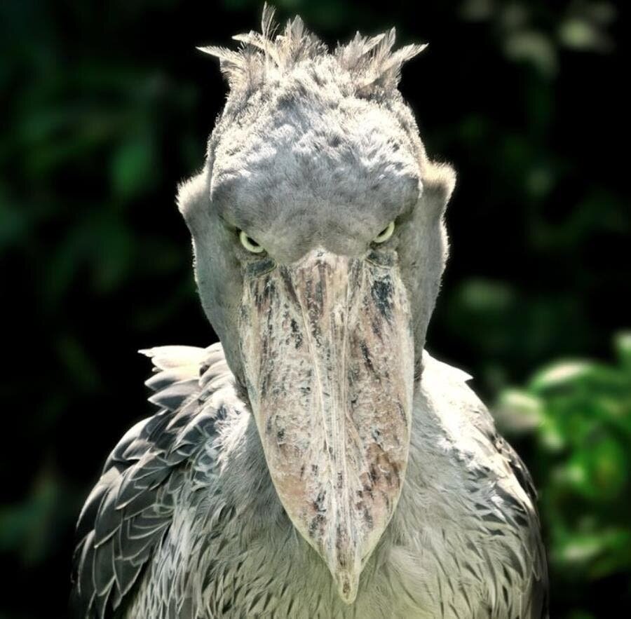 cigogne à bec-en-sabot yeux couleurs milieu