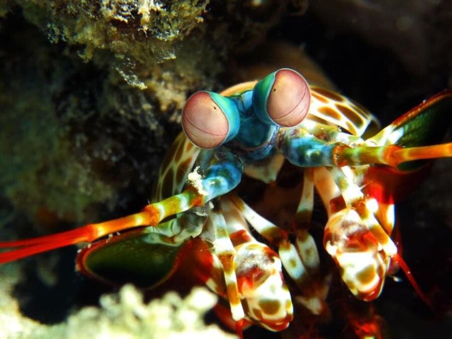  La crevette mante paon arlequin roche eau